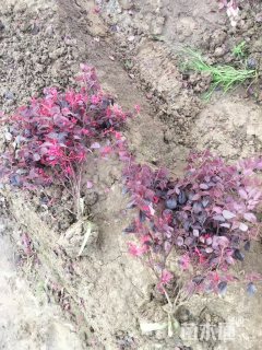 高度40厘米红花继木小苗