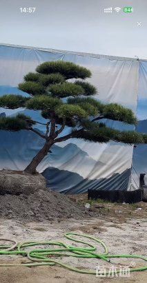 28公分泰山松