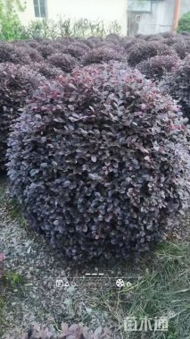 冠幅80厘米红花继木球