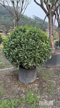 冠幅150厘米非洲茉莉球