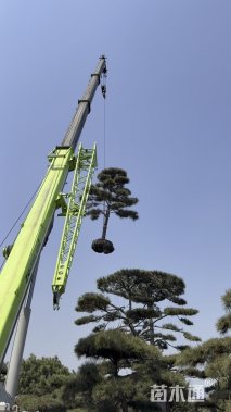 23公分造型松
