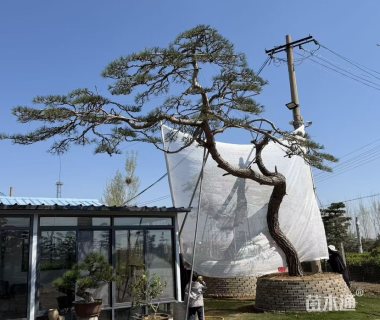 28公分造型黑松