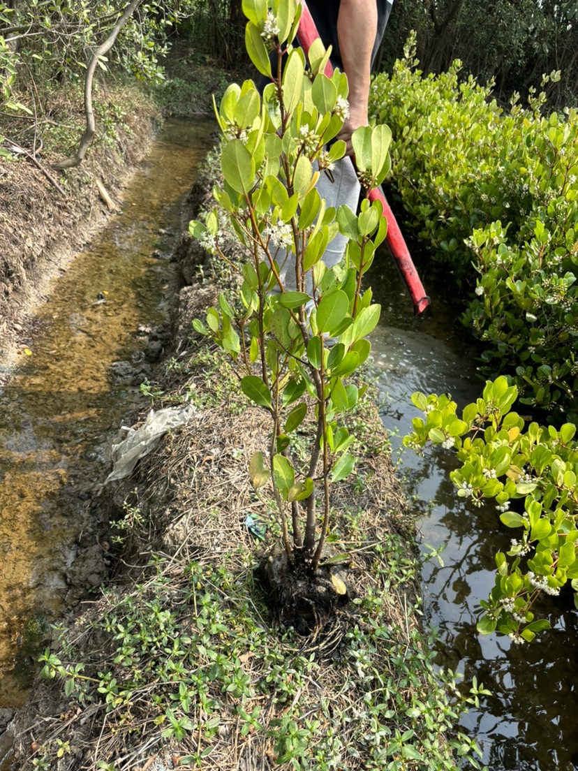 1公分桐花