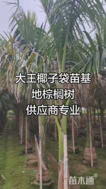 裸干高180厘米大王椰子