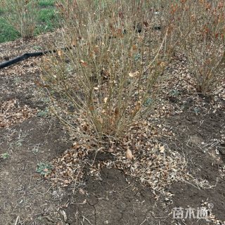冠幅80厘米连翘球