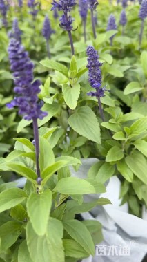 高度50厘米薰衣草