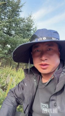 高度400厘米云杉