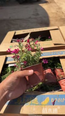高度15厘米丛生福禄考