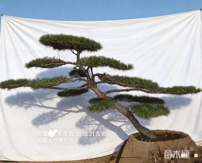 40公分造型松