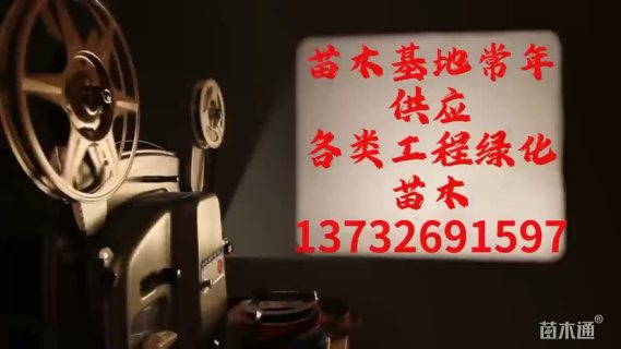 12公分水杉