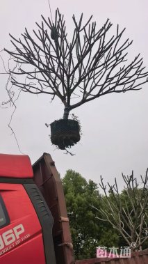 25公分鸡蛋花
