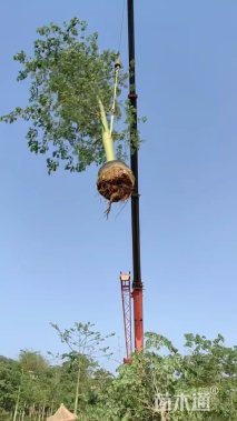 15公分大腹木棉