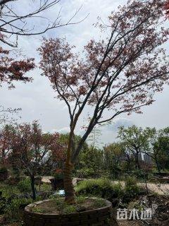 12公分红枫