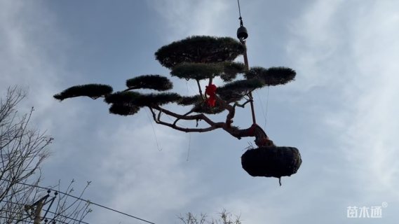 20公分造型赤松