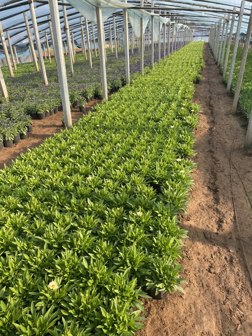 高度25厘米金鸡菊