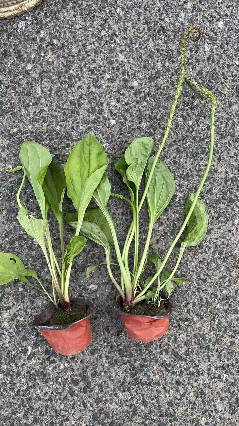 高度25厘米车前草
