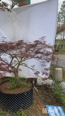 高度120厘米羽毛枫