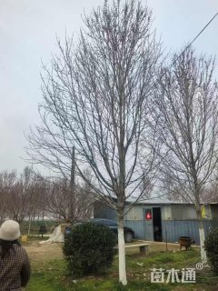 16公分美国红枫-十月光辉