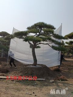 21公分造型赤松