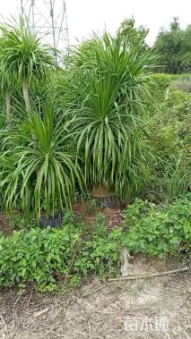 高度1.3厘米龙血树