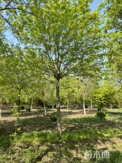 12公分元宝枫