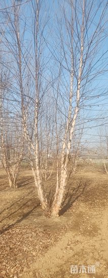 高度800厘米丛生河桦