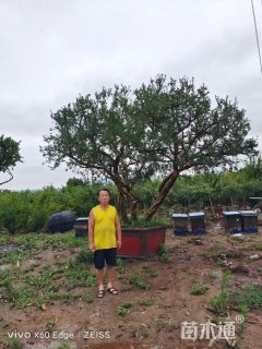高度700厘米石榴