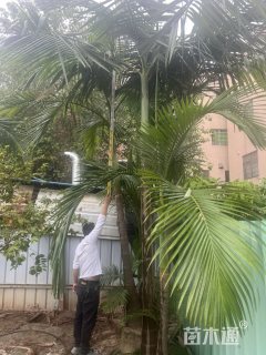裸干高200厘米假槟榔
