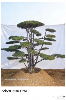 32公分造型油松