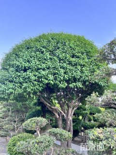 30公分流苏树