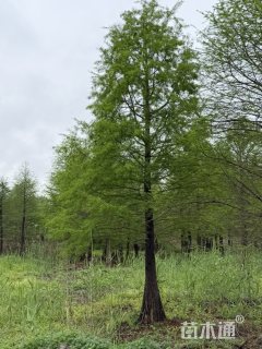 15公分落羽杉