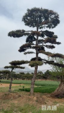30公分造型赤松