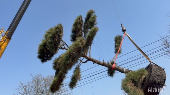 27.5公分造型黑松