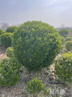 冠幅120厘米卫矛球