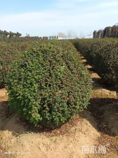 冠幅60厘米月季球