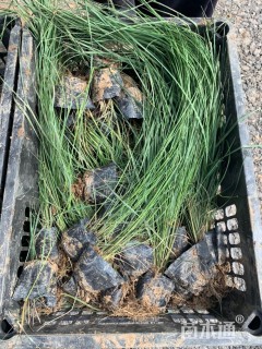 高度40厘米粉黛乱子草