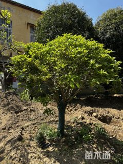 10公分四季桂