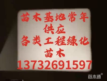 0.3公分鸡爪槭