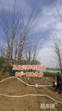 高度1000厘米丛生河桦