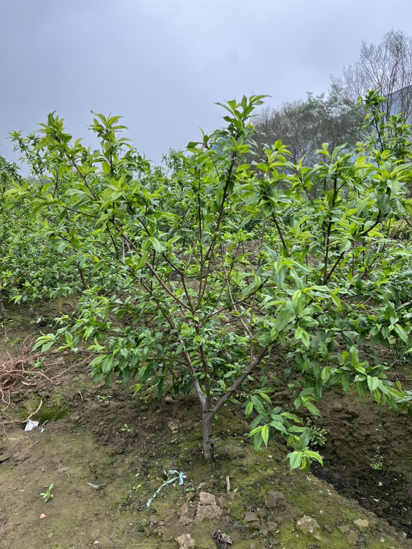 4公分水蜜桃