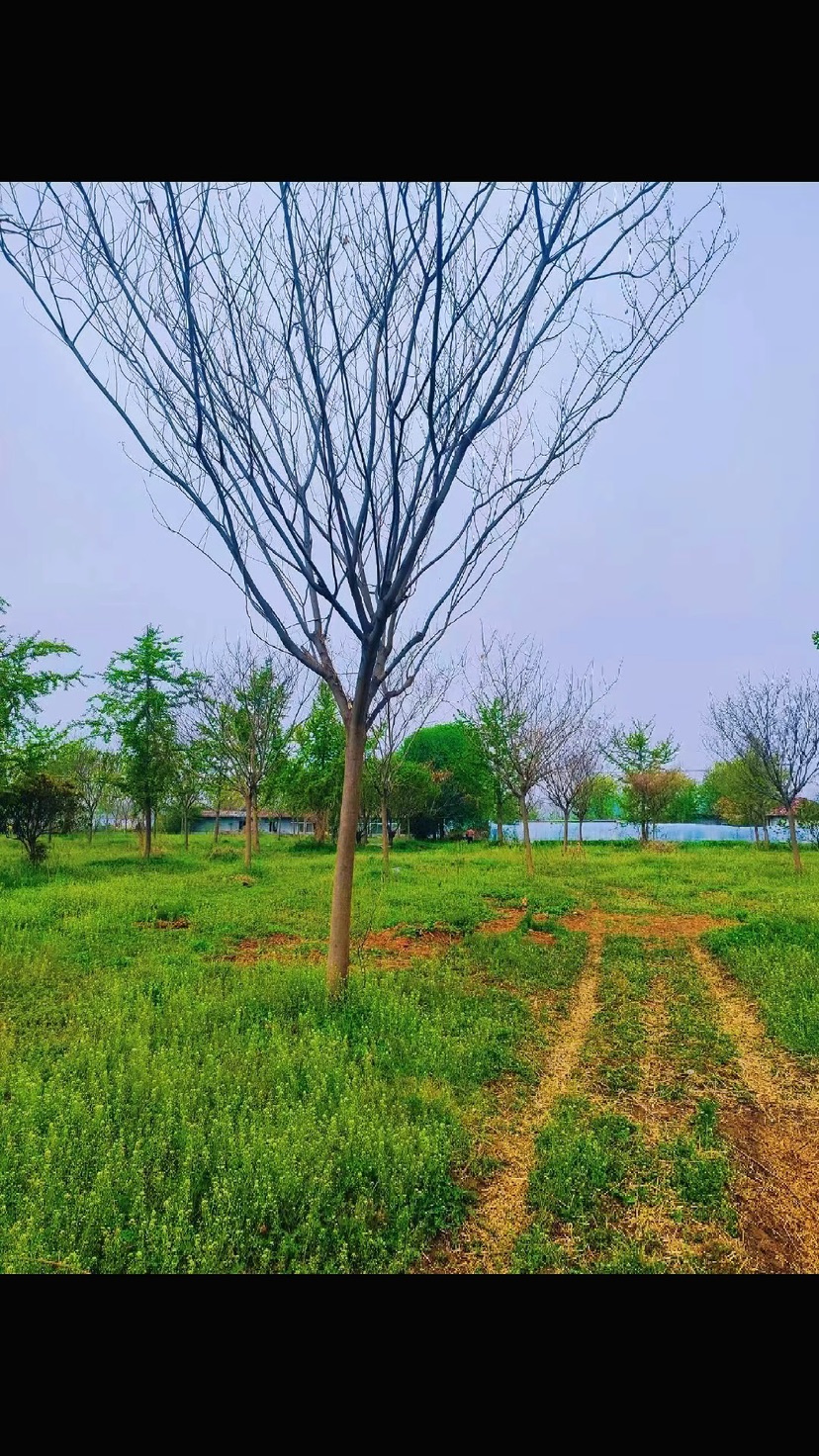 12公分合欢
