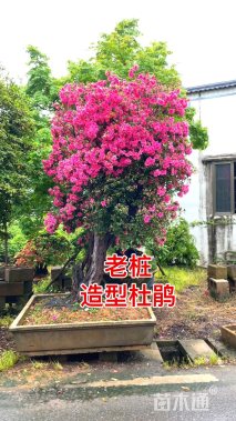高度230厘米石楠杜鹃