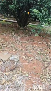 高度300厘米南丰蜜桔