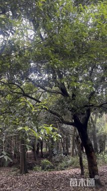 38公分桂花
