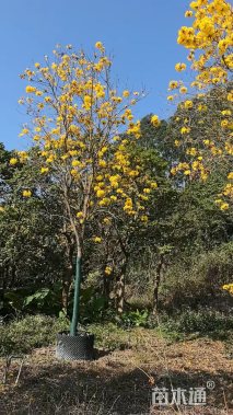 15公分黄花风铃木