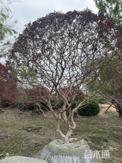 15公分造型红花继木桩