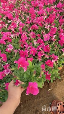 高度15厘米矮牵牛