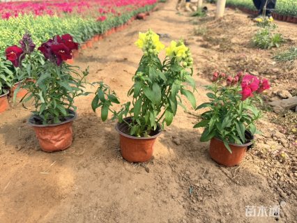 高度20厘米金鱼草
