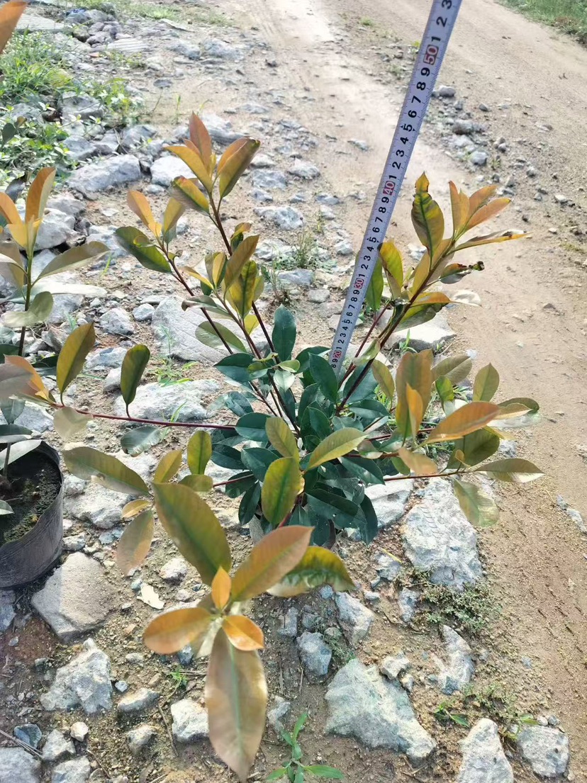 高度15厘米红叶石楠地栽苗