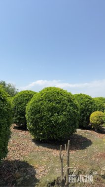 冠幅250厘米桂花球